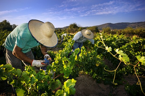 Men wearing chupallas harvesting Grenache grapes for Garage Wine Company Maule Valley Chile