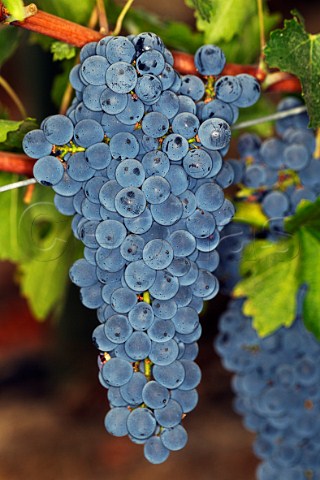 Cabernet Sauvignon grapes in Montes Apalta vineyard Colchagua Valley Chile