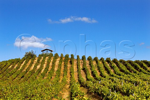 Cabernet Sauvignon vineyard of Errazuriz at Marchigue Colchagua Valley Chile