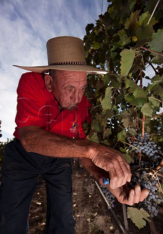 Harvesting Carmenre grapes in the Escudo Rojo vineyard of Baron Philippe de Rothschild Maipo Valley Chile