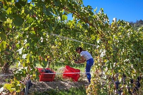 Chiara Boschis picking Nebbiolo grapes in vineyard of E Pira E Figli Barolo Piemonte Italy Barolo