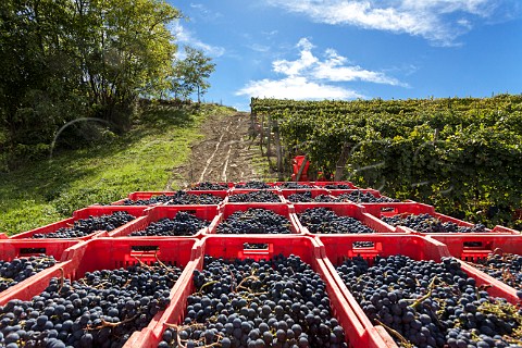 Crates of harvested Nebbiolo grapes in vineyard of E Pira E Figli Barolo Piemonte Italy Barolo