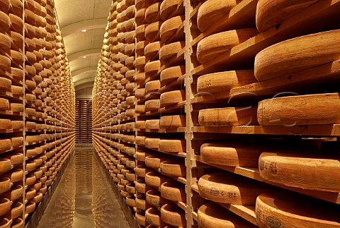 Comt cheese ageing in the cellars of Fromageries Marcel Petite 100000 wheels age here at any one time Fort Saint Antoine near Malbuisson Doubs France
