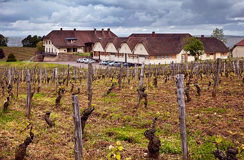 Winery and springtime vineyard of Domaine de la Pinte Arbois Jura France