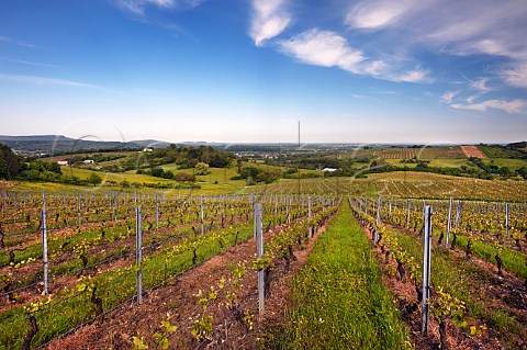 Les Grands Roussots vineyard of Domaine Benoit Badoz  Poligny Jura France  Ctes du Jura