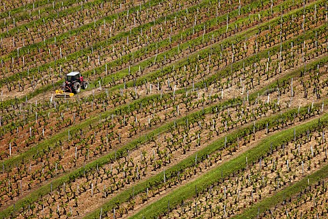 Mowing the grass between rows in vineyard near Le Vernois Jura France  Ctes du Jura
