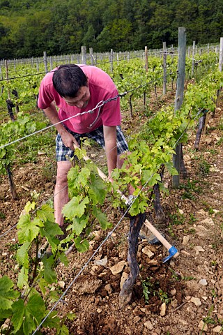 JeanEtienne Pignier hoeing between Chardonnay vines in La Percenette vineyard of Domaine Pignier Conlige Jura France  Ctes du Jura