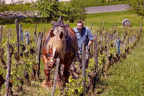 Benot Royer and Kigali his Comtois mare harrowing his vineyard of 60year old Poulsard and Pinot Noir vines Domaine de la  Cibellyne Mesnay Jura France Arbois