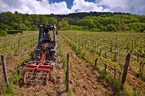Harrowing between rows in vineyard of Domaine du Plican MontignylesArsures Jura France  Arbois