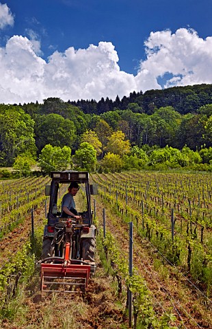 Harrowing between rows in vineyard of Domaine du Plican MontignylesArsures Jura France  Arbois