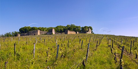 Springtime vineyard below the ruins at Chteau dArlay Arlay Jura France Ctes du Jura