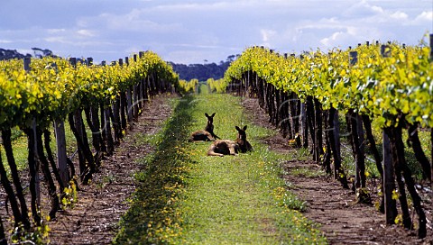 Kangaroos in vineyard Padthaway South Australia