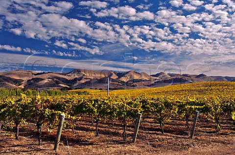 Edna Ranch Mountainside vineyard of Tolosa Estate with the Santa Lucia Mountains beyond San Luis Obispo California  Edna Valley