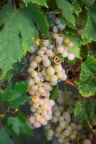 Dorona grapes in the Venissa vineyard of Bisol on the island of Mazzorbo Venice Lagoon Veneto Italy