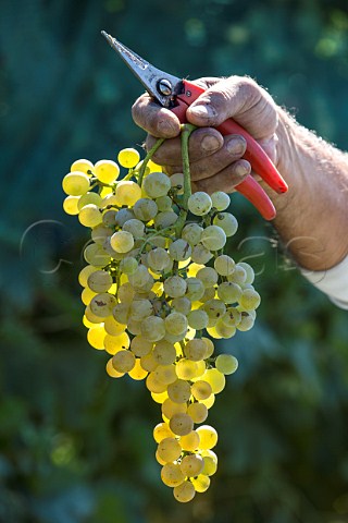 Picking Dorona grapes in the Venissa vineyard of Bisol on the island of Mazzorbo Venice Lagoon Veneto Italy