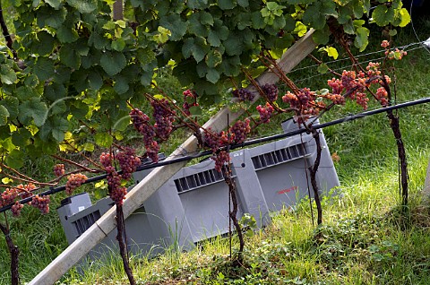 Gewrztraminer grapes in vineyard at harvest time Solva near Tramin Alto Adige Italy