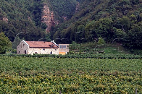 Vineyard of Endrizzi at San Michele allAdige Trentino Italy