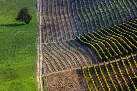 Nebbiolo vineyard near Monforte dAlba Piemonte Italy  Barolo
