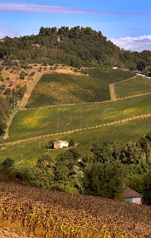 Vineyards of Colonnara at Cupramontana Marches Italy  Verdicchio dei Castelli di Jesi
