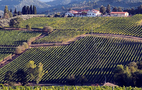 Vineyards of Tenuta Castelbuono  Bevagna Umbria Italy Sagrantino di Montefalco