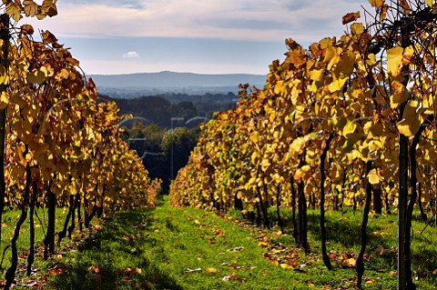 Autumnal vineyard of Bolney Estate with the South Downs in distance Bookers Farm Bolney Sussex England