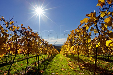 Autumnal vineyard of Bolney Estate Bookers Farm Bolney Sussex England