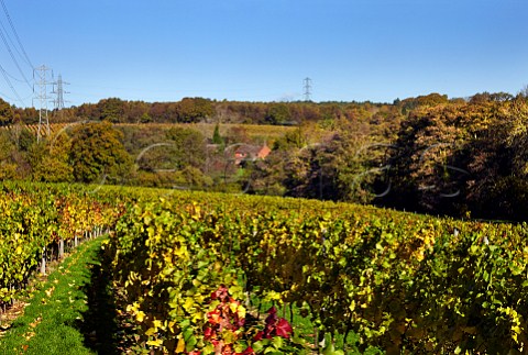 Autumnal vineyards of Bolney Estate Bookers Farm Bolney Sussex England