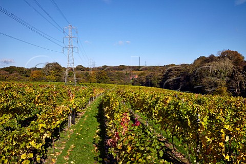 Autumnal Foxhole Vineyard of London Cru Bolney Sussex England