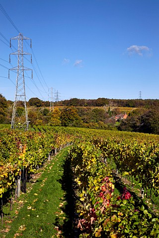 Autumnal vineyards of Bolney Estate Bookers Farm Bolney Sussex England
