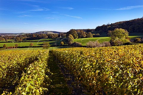 Mount Harry Vineyard of Sugrue South Downs sparkling wine looking east along the South Downs Offham near Lewes Sussex England