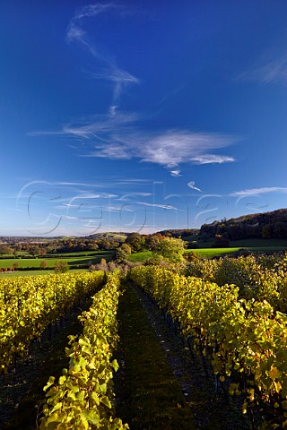 Mount Harry Vineyard the home of Sugrue Pierre sparkling wine looking east along the South Downs Offham near Lewes Sussex England
