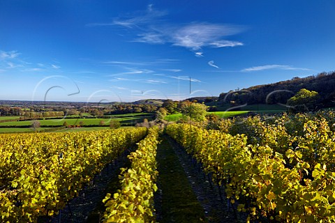 Mount Harry Vineyard of Sugrue South Downs sparkling wine looking east along the South Downs Offham near Lewes Sussex England