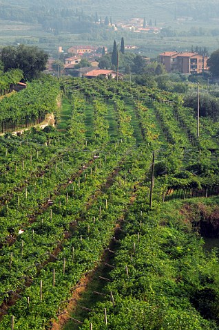 Vineyard of Monte del Fr at Fumane Veneto Italy  Valpolicella Classico