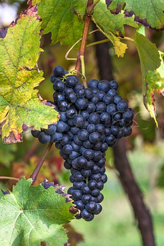 Marzemino grapes of Dominio di Bagnoli Bagnoli di Sopra near Padova Veneto Italy