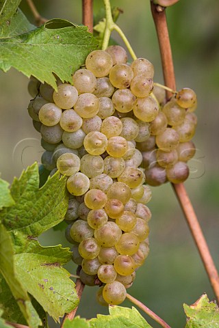 Verdise grapes of Dominio di Bagnoli Bagnoli di Sopra near Padova Veneto Italy