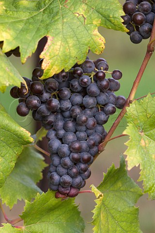 Marzemino grapes of Dominio di Bagnoli Bagnoli di Sopra near Padova Veneto Italy