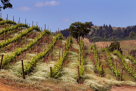 Sauvignon Gris vines and spring daisies in Paredones vineyard of Via Casa Silva Colchagua Valley Chile