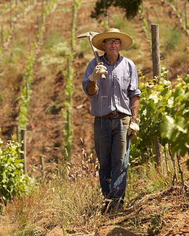 Worker in Sauvignon Blanc vineyard on the Paredones estate of Via Casa Silva Colchagua Valley Chile