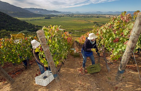 Picking Carmenre grapes in Clos Apalta vineyard of Lapostolle  Apalta Colchagua Chile Colchagua Valley