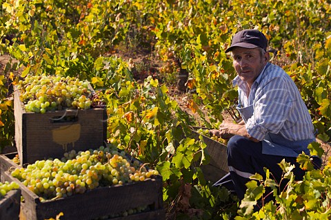 Picker with crates of Muscatel grapes Itata Chile