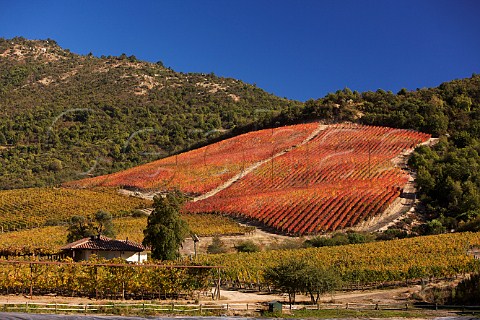 Casa Parron guest house with autumnal Carmenre vineyard on hill beyond Clos Apalta of Lapostolle Colchagua Valley Chile