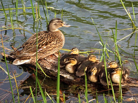 Mallard duck and six ducklings resting on a floating branch  Molesey Heath West Molesey Surrey UK