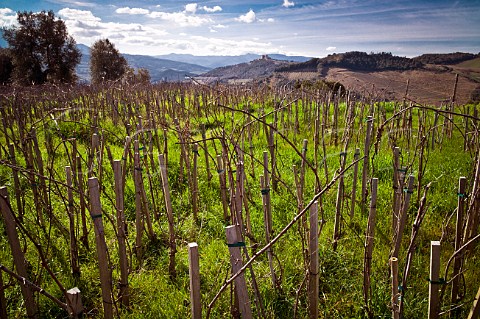 High density planting of vines  each with its own stake  in vineyard of Podere Le Ripi Montalcino Tuscany Italy  Brunello di Montalcino