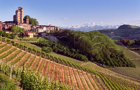 The Lazzarito vineyard at Serralunga dAlba with the Alps in distance Piedmont Italy Barolo