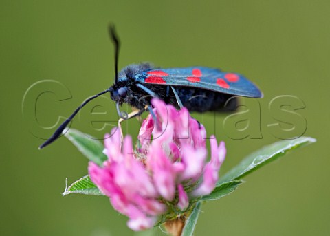 Sixspot Burnet moth feeding on clover Mitcham Common Surrey England