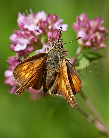 Large Skipper butterfly feeding on Red Clover Norbury Park Mickleham Surrey England
