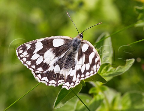Marbled White butterfly Box Hill Dorking Surrey England