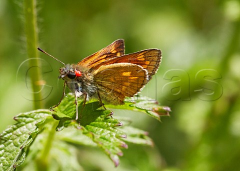 Large Skipper butterfly with parasitic red mite Box Hill Dorking Surrey England