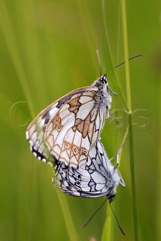 Marbled White butterflies mating Box Hill Dorking Surrey England