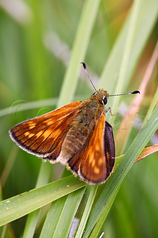 Large Skipper butterfly resting on grass Box Hill Dorking Surrey England